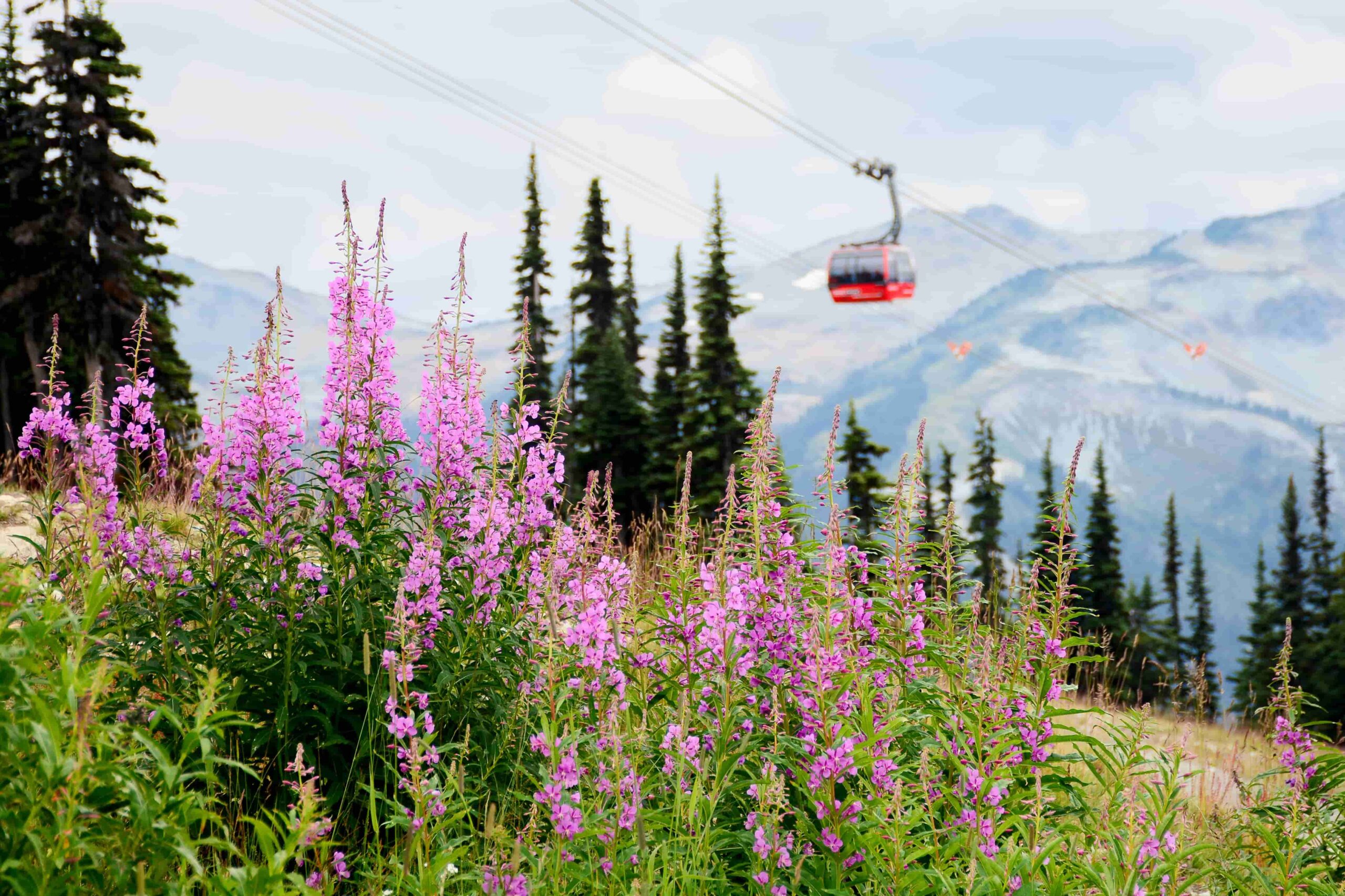 summer destinations: Whistler, Canada flowers and gondola on mountain