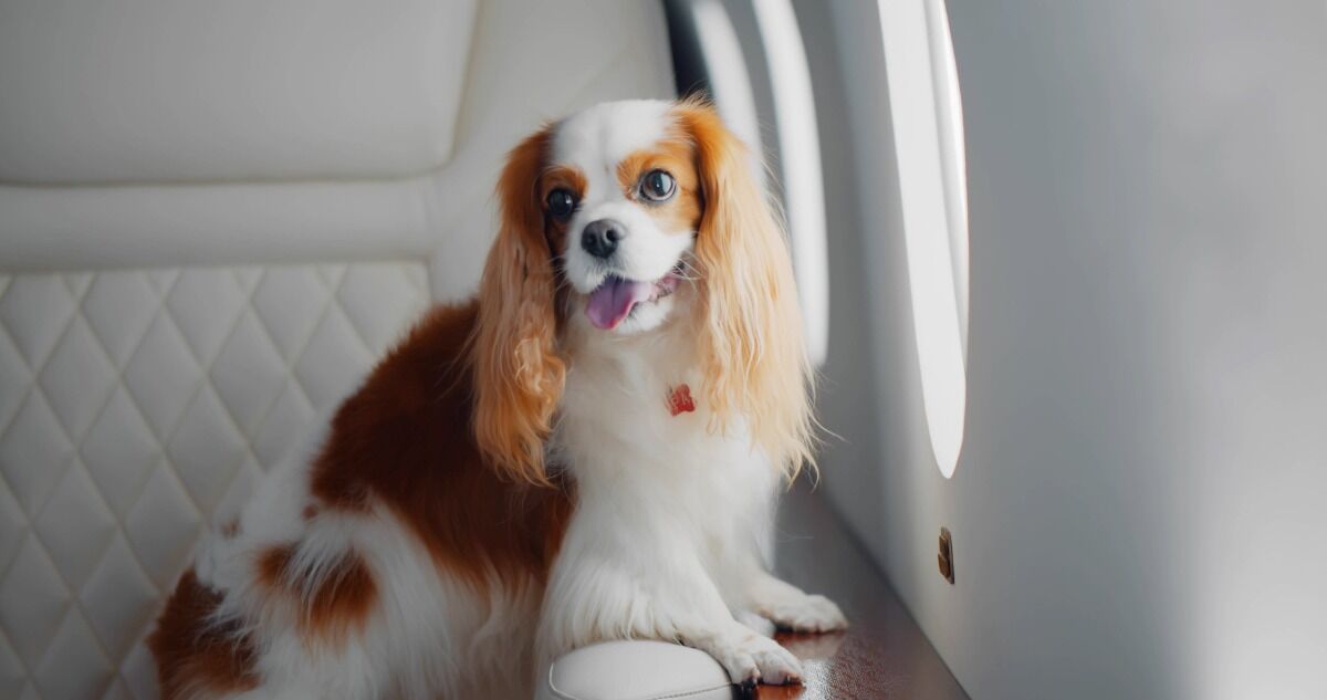 tips for long flights: dog sitting in comfortable plane seat